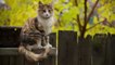 15 Strangest Cat Behaviors Explained