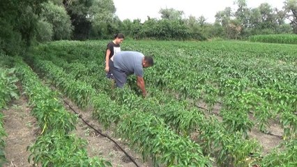 Edirne yerel haberi: Edirneli Sebze Üreticisi: "Gübre, Mazot Çok Ağır Geliyor"