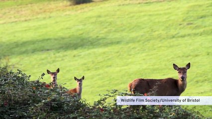 Deer around Bristol - Wildlife Film Society
