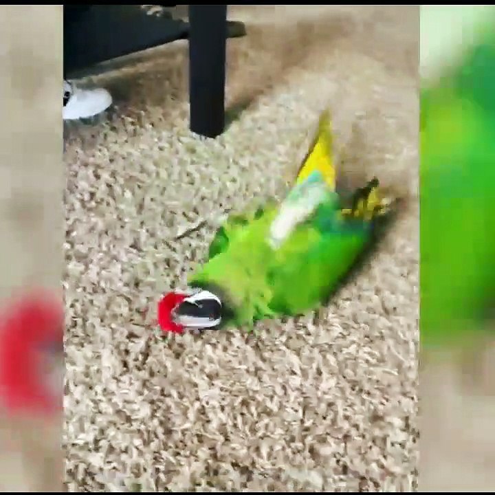 Cute Animal Attack Me // Funny Animal Funny Video #animal #pet #cat #dog #tiger #fish