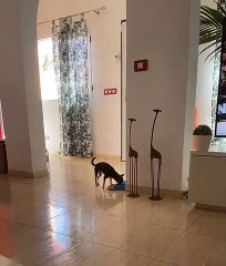 Dog Wants to Eat Dinner with Her Toy Pet Mouse