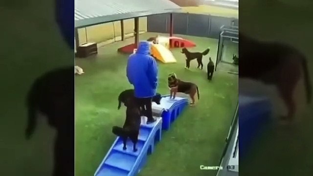 Funniest And Cutest Dogs And Cats Funny Pet Animals' Life Animals Videos Funny Animals Fun More