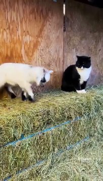 Funniest And Cutest Dogs And Cats Funny Pet Animals' Life Animals Videos Funny Animals Fun More