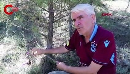 Dünya literatüründe geçen'teffeni moru' koruma bekliyor