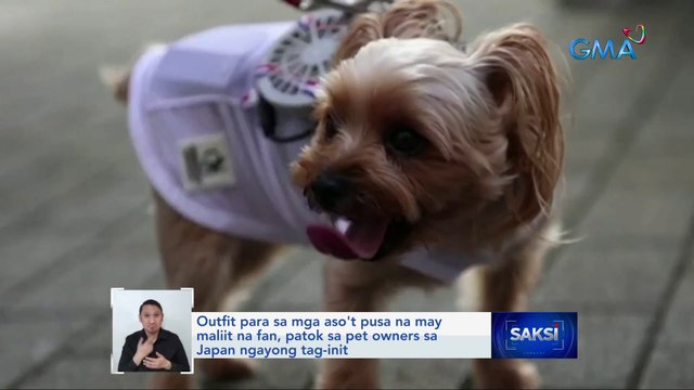 Outfit para sa mga aso't pusa na may maliit na fan, patok sa pet owners sa Japan ngayong tag-init | Saksi
