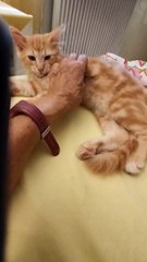 Totem commence à apprécier les câlins !