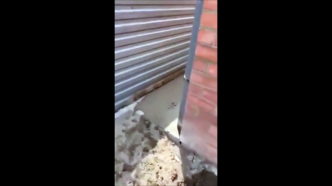 Ce coq est le cauchemar des ouvriers...