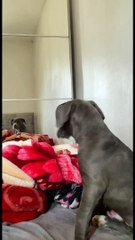 First Time Seeing Her Reflection