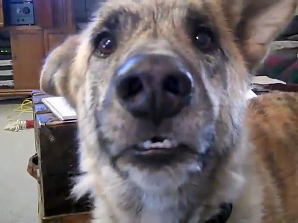Ultimate Dog Tease
