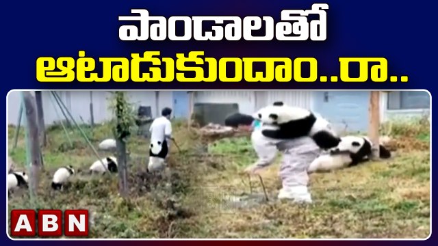ABN Edition: పాండా లతో ఆటాడుకుందాం..రా.. || Baby pandas Playing || ABN Telugu