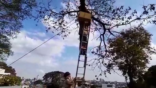 Defesa Civil realiza malabarismo para retirar enxame de abelhas que se instalou em topo de árvore no Canadá