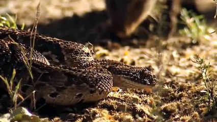 8 Moments Wild Animal Attacks Caught On Camera 2022