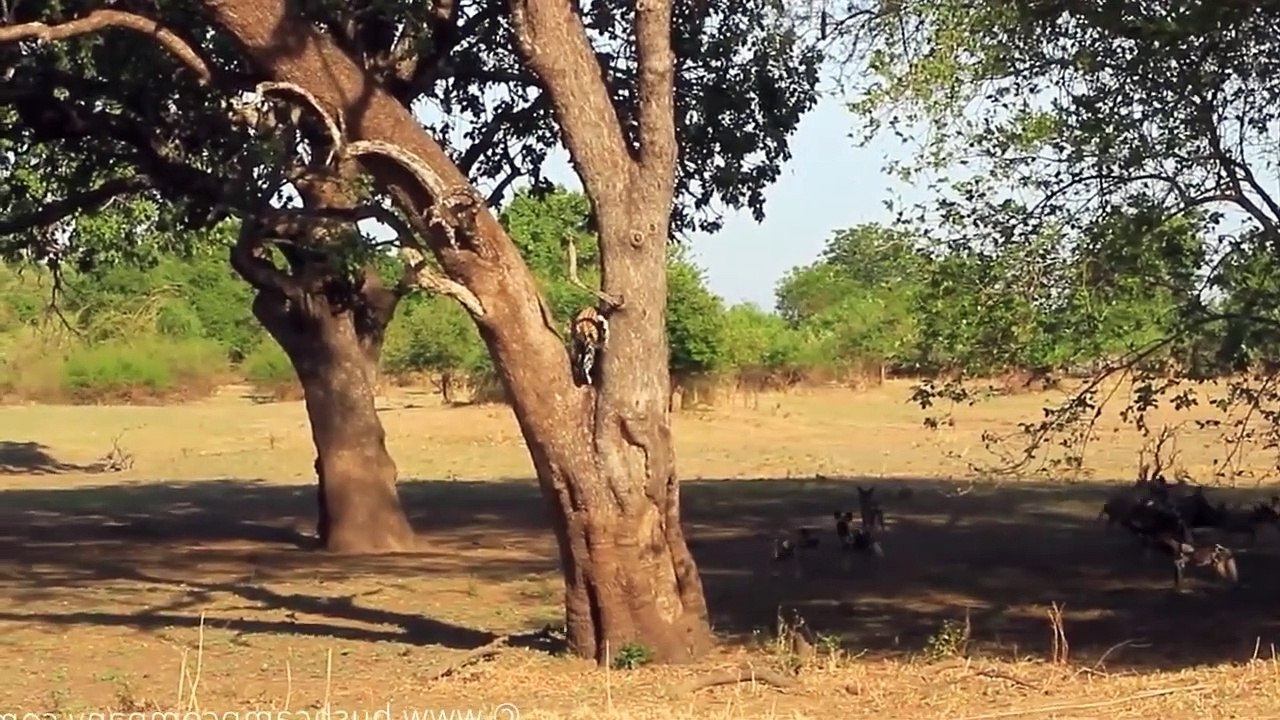 12 Wild dogs attacks Leopard, Elephant to rob the prey