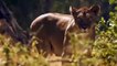 18 Crazy Angry Wild Dogs Attacks Mother Lion and Her Cubs - Most Amazing Moments Of Wild Animals