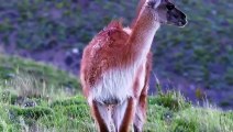 Amazing!!! Mother Guanaco Bravely Attacks Herd Puma To Rescue Her Baby - Lions vs Guanaco