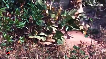 Angry ! Panther rushes to the rescue the Leopard when Giant Python attacks   Python vs Leopard