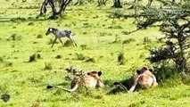 Buffalo Leading Herd Rescues His Teammates From Lion Chase   Wild Animal Attack 2022