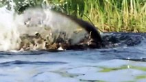 Crocodiles Hunt Lion for Revenge After One Of Their Members Was Attacked