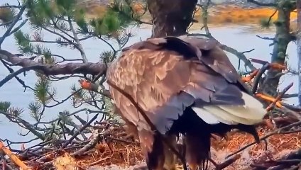 Eagle - King of the Sky   Top moments when winged animals attacks the prey
