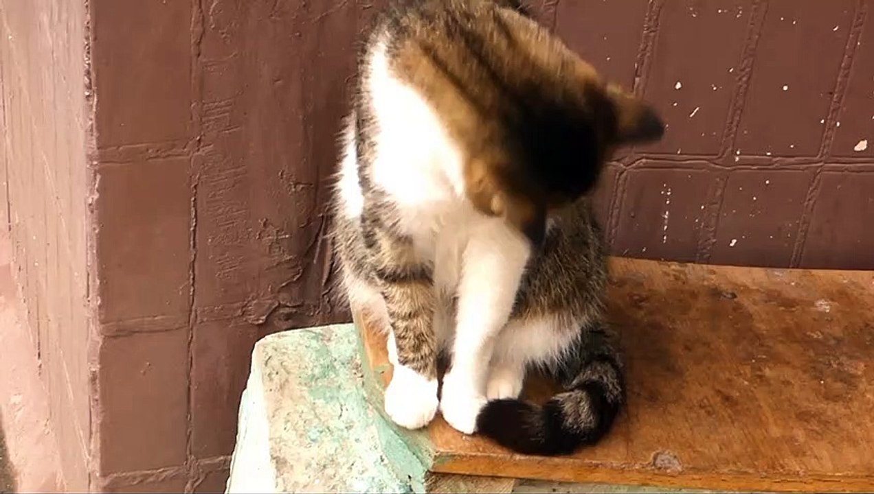 Baby Cats - Cute and Funny Cat Videos Compilation | Cat Animal|