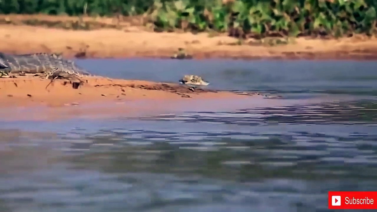 Lion vs Leopard - Most Amazing Moments Of Wild...