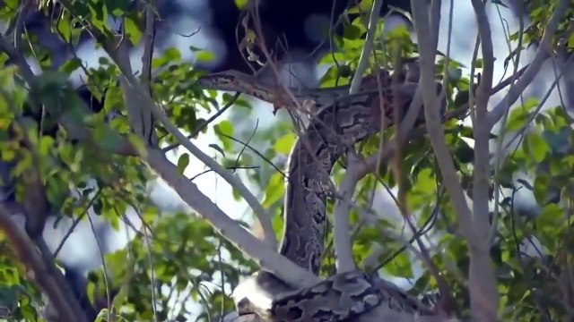 The Best Of Animal Attack 2022 - Most Amazing Moments Of Wild Animal Fight! Wild Discovery Animal p5