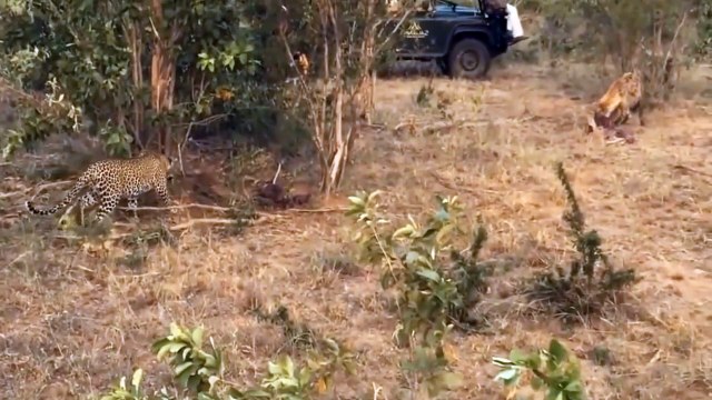 The Best Of Animal Attack 2022 - Most Amazing Moments Of Wild Animal Fight! Wild Discovery Animal p9