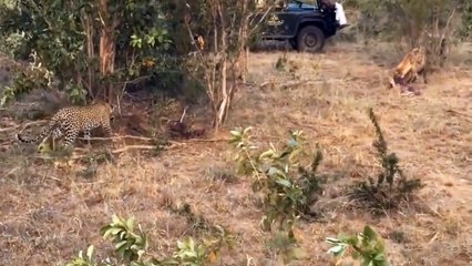 The Best Of Animal Attack 2022 - Most Amazing Moments Of Wild Animal Fight! Wild Discovery Animal p9