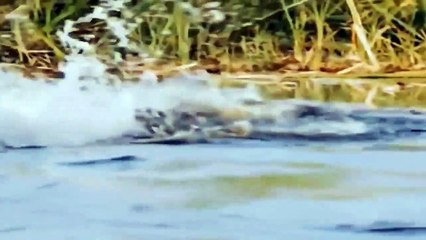 King Lion Was Seriously Injured After Being Attacked By Giant Crocodile