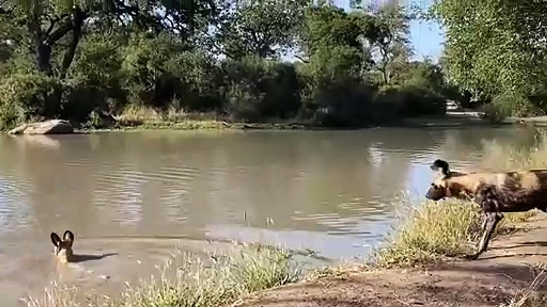 ⁣Most Amazing Moments Of Wild Animal 2022 - Wild Discovery Animals part3