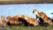 Pained Lioness Called Out To Male Lion To Help Her Escape Bloodthirsty Hyena   Wild Animal Attack