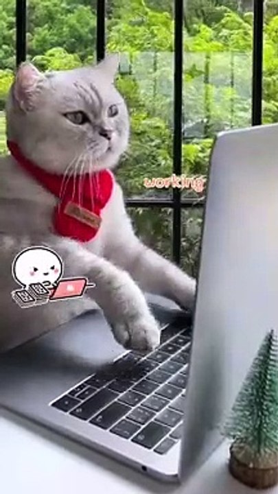 Chef_Cat_Cooking_:_The_Cat_Loves_Braised_fish_Too_Much!_|_Easy_Fish_Recipe