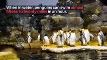 Can penguins fly || can penguins fly short distances || can penguins fly in the water