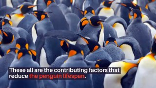 Penguin lifespan || How Long Do Penguins Live || penguin lifespan in the wild