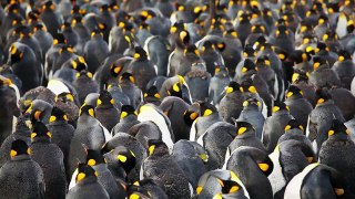 Best Royal penguin facts Updated 2021 || royal penguin sensitivity || royal penguin reaction