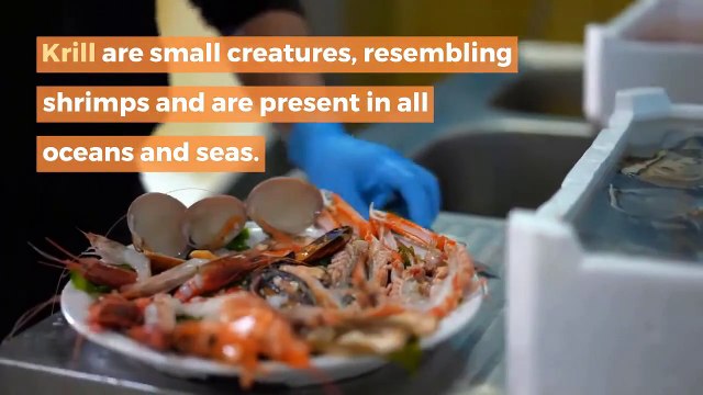 What do penguin eat || What kinds of food do penguins eat? || what do penguins eat and drink