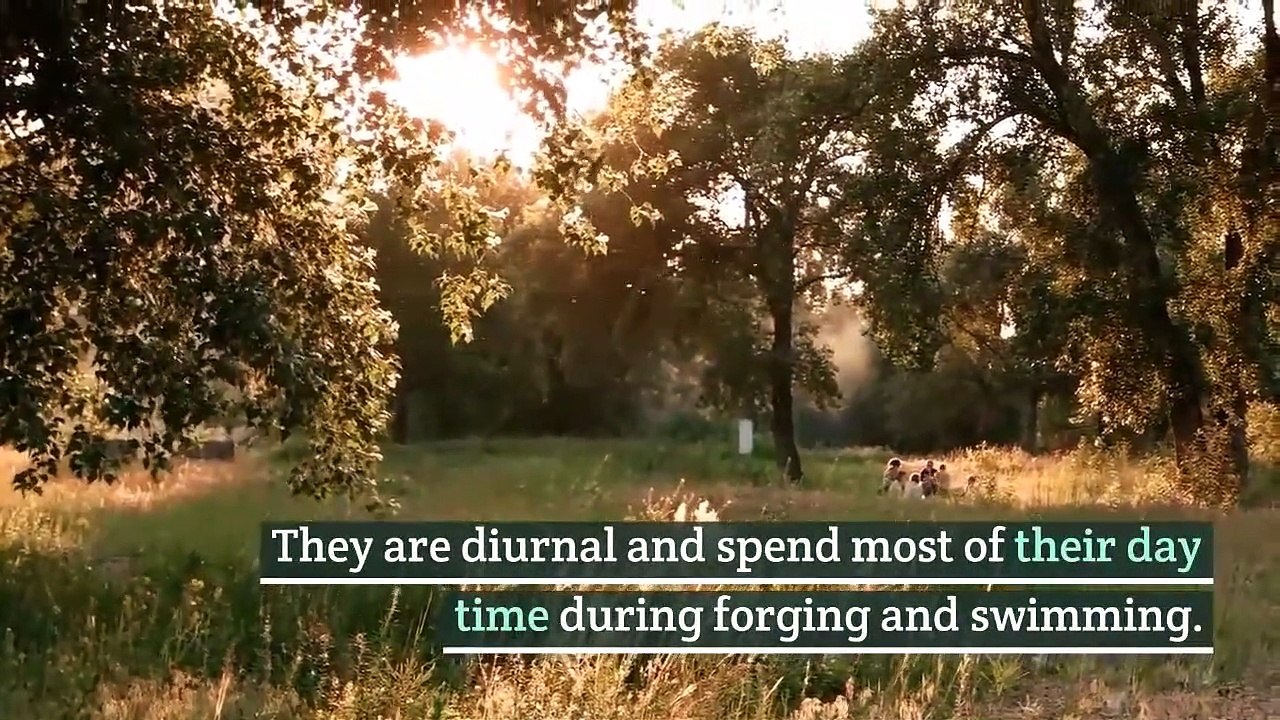 Little penguins || little penguin habitat || little penguin facts || Little penguin behavior