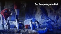 Gentoo penguin || Gentoo penguin habitat || Gentoo penguin adaptations || gentoo penguin behavior