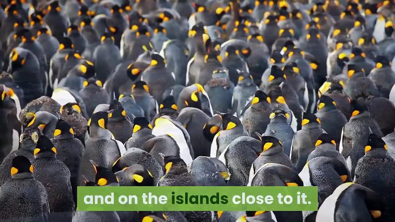 Adelie Penguin Interesting Facts and Features || Adelie Penguin Distribution and Habitat