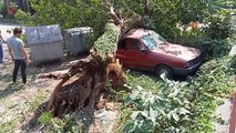 Çürüyen dut ağacı, park halindeki aracın üzerine devrildi