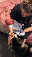 Husky & Baby Becoming Best Friends! #shorts