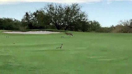 Real Life Coyote and Roadrunner Meet