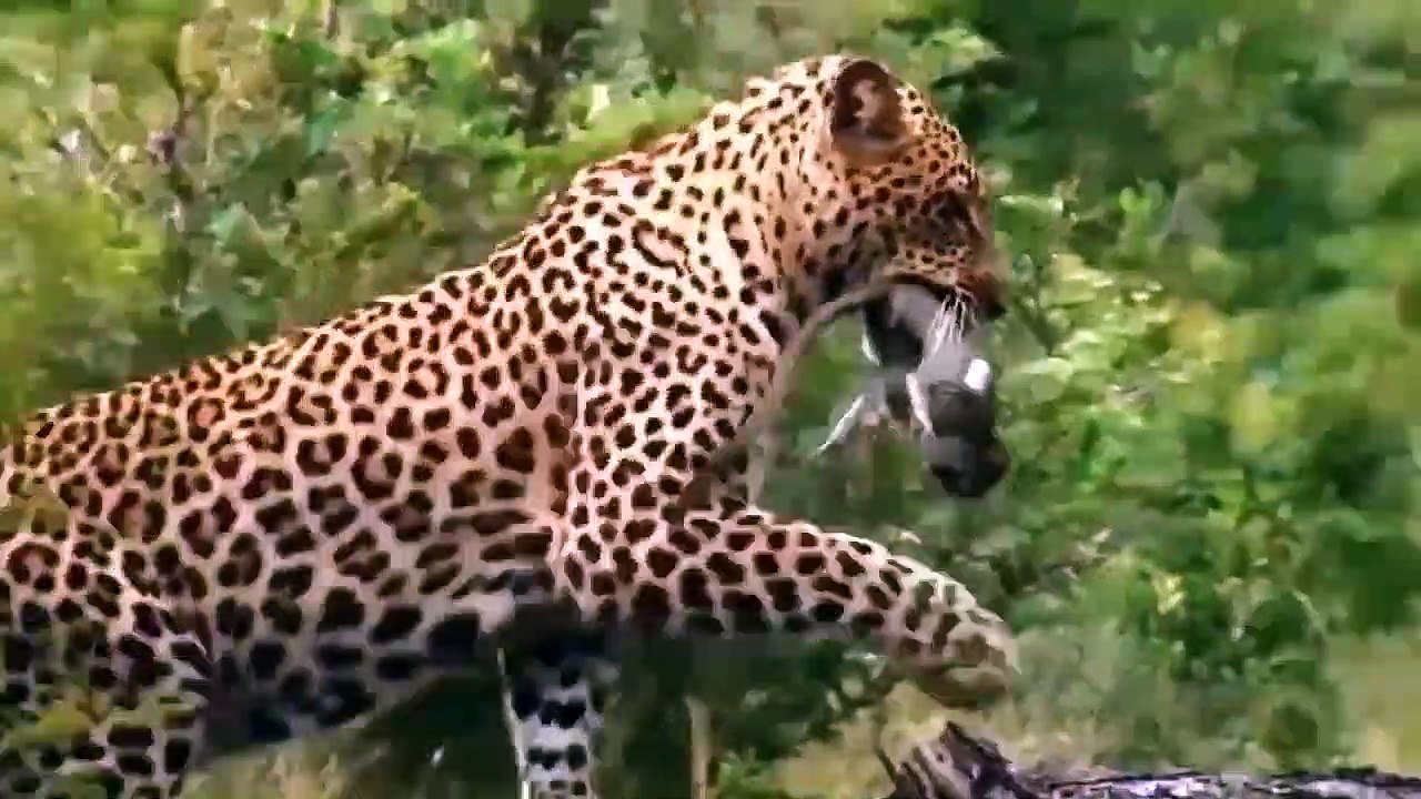 12 Most Amazing animal attacks caught on camera