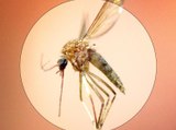 Your Health Matters: West Nile Virus in Kern County