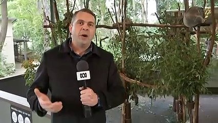 Qld government outlines plan to bolster Koala habitats