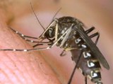 Your Health Matters: West Nile Virus in Kern County