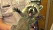 Funniest Raccoons Video Compilation [CUTE RACCOON]