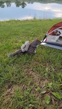 sweet squirrel eat cute animals #animal #squirrel #monkey #shorts