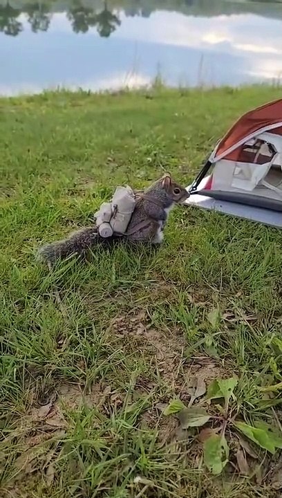 sweet squirrel eat cute animals #animal #squirrel #monkey #shorts