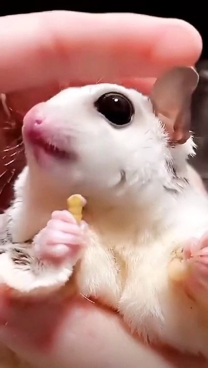 sweet squirrel eat cute animals #animal #squirrel #monkey #shorts